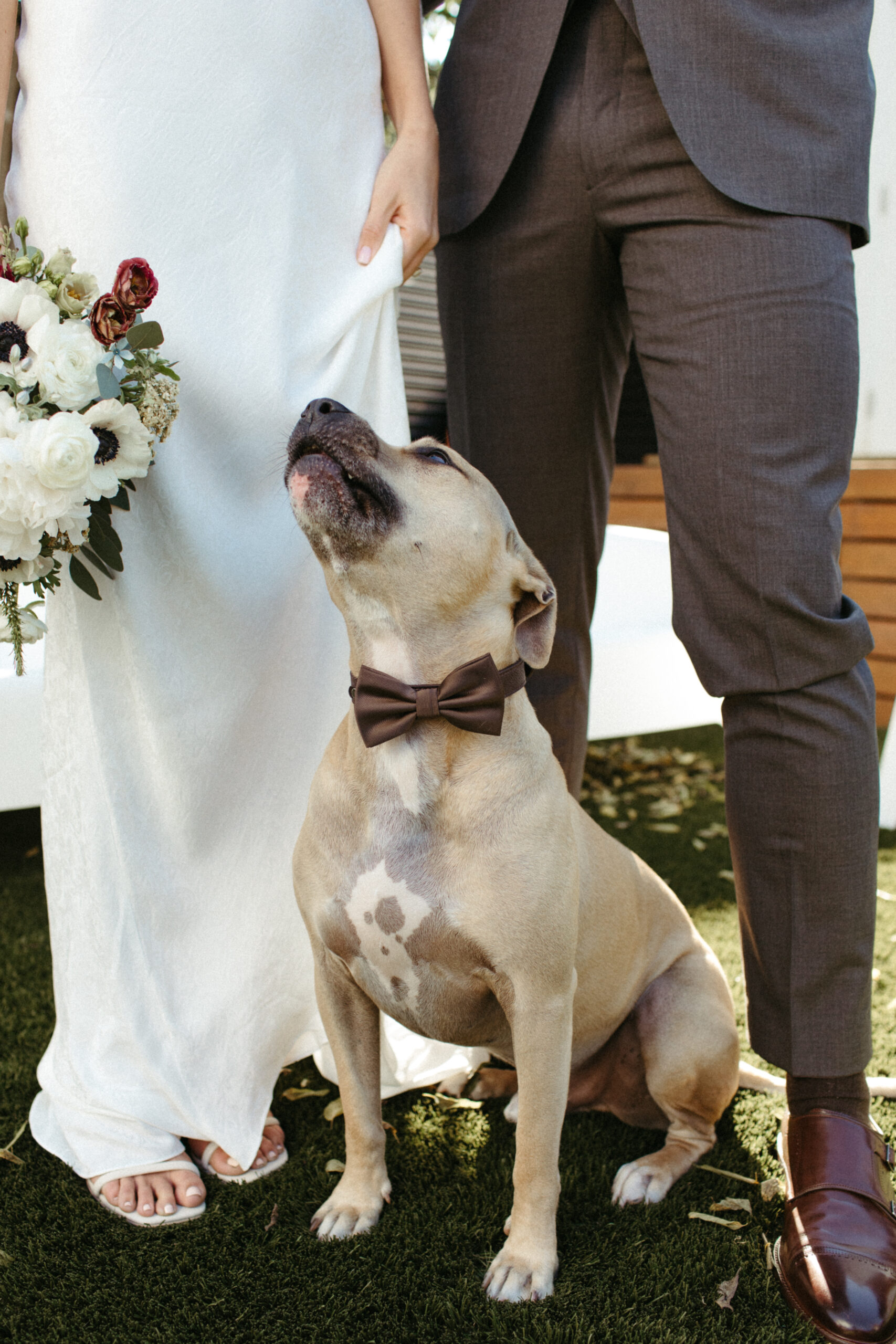 pitbull wedding
